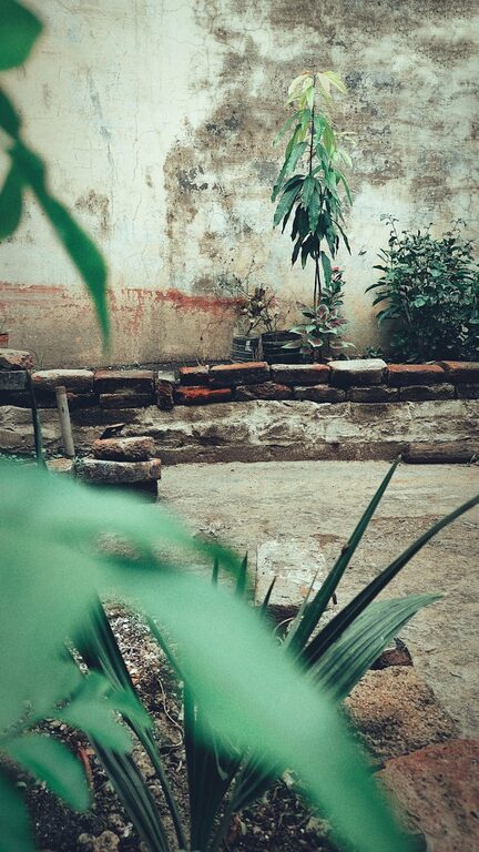 How to Create a Relaxing Home Garden with Low-Maintenance Plants