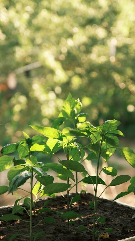 Practical Tips for Creating a Sustainable and Eco-Friendly Home Garden